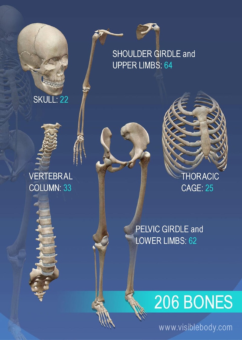 Bộ xương người trưởng thành được tạo thành từ 206 chiếc xương